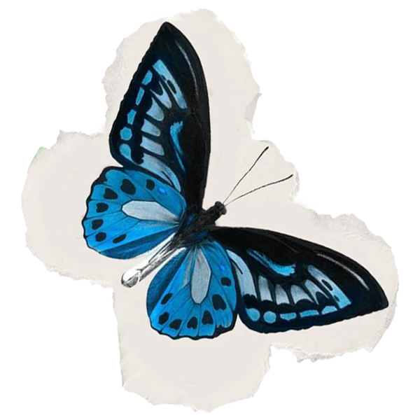MARIPOSA 1