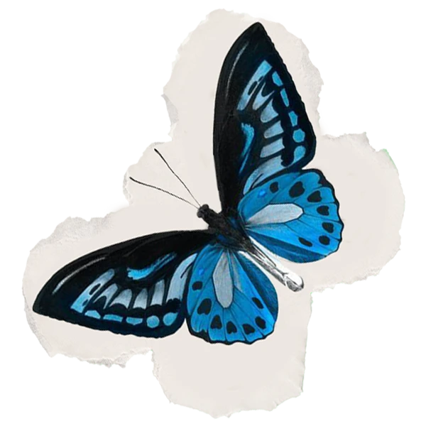 MARIPOSA 2